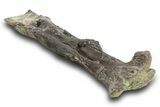 Fossil Hadrosaur (Edmontosaurus?) Femur - Montana #379470-1